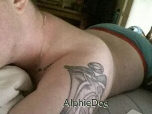 Alphie_Dog