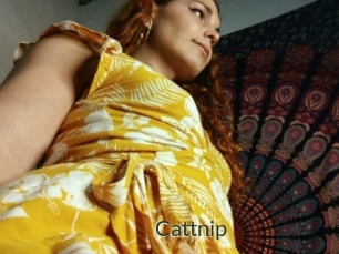 Cattnip