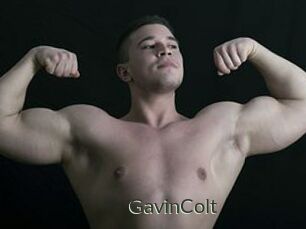 GavinColt