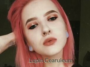 Lupin_Cearuleum
