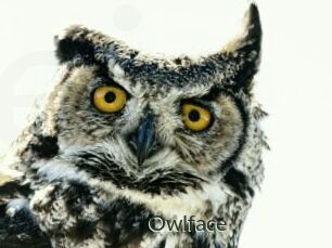 Owlface